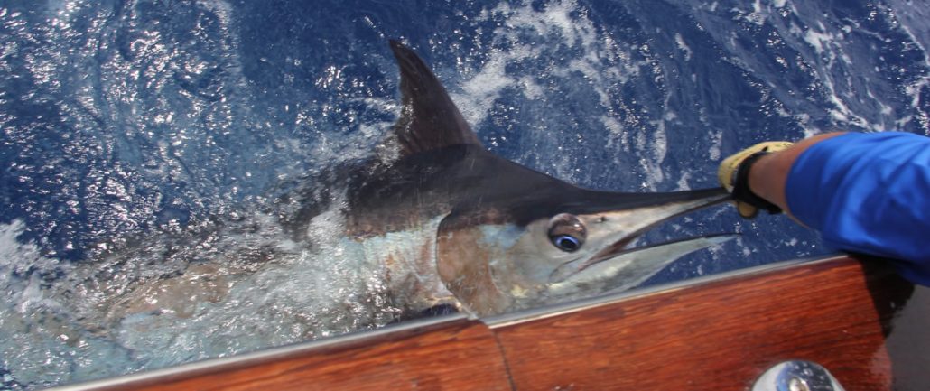 Fishing at Cap Cana