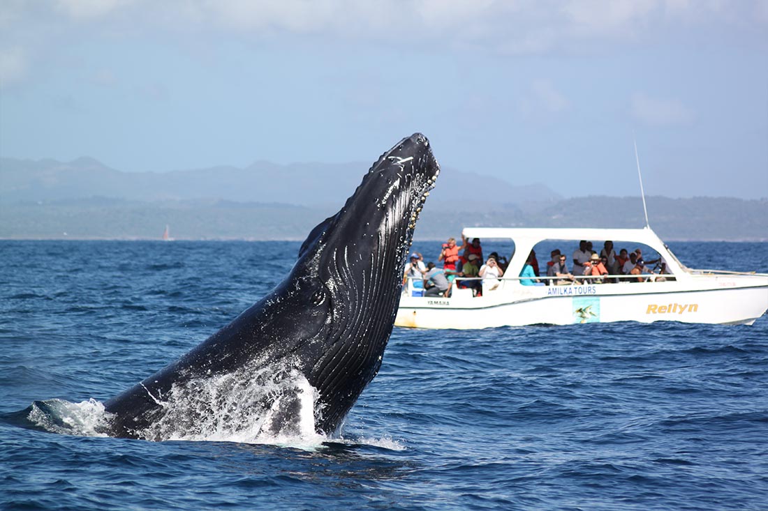 Whale Watching