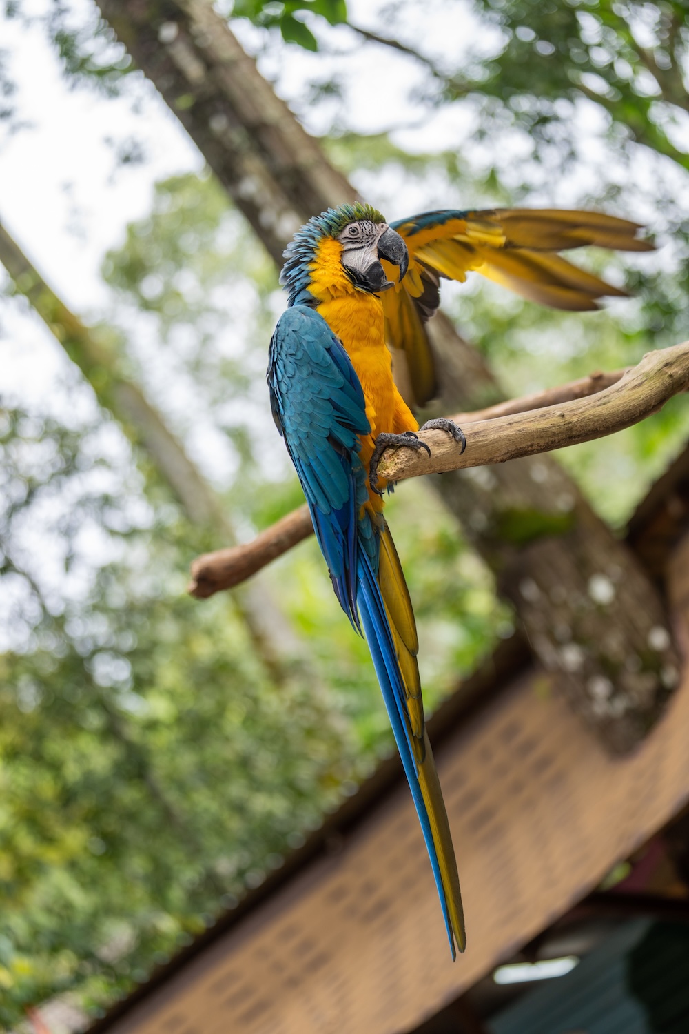 Wildlife spotting in Carara National Park